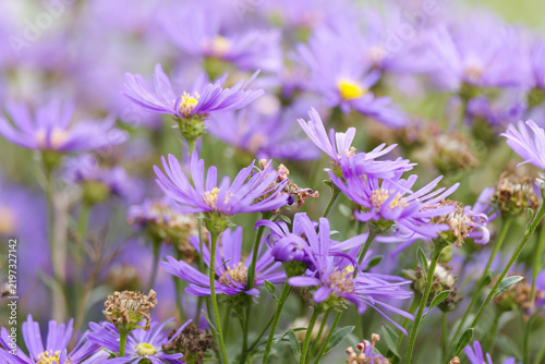 magnificient violet-yellow aster blossoms, yellow stamens, bright violet-yellow flower bed with mountain asters, purple blossoms of a wild aster, a bed with purple blossoms, Aster amellus