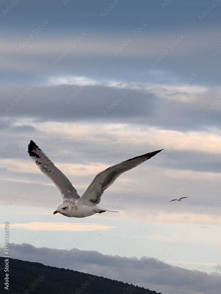 Obraz premium seagull in flight