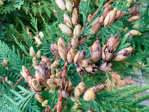 Brown thuja seed cones on green evergreen branch closeup. Detailed view of small brown seed cones growing on thuja occidentalis branch with green needle foliage in garden