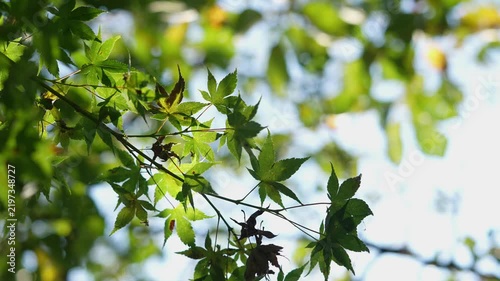 Close-Up of Sunlit Green Maple Leaves against wind in Summer 