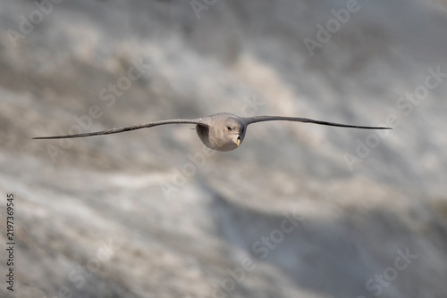 Naklejka Fulmar boréal,