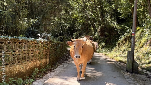 Konstfotografi Cows walking and mooing anxiously