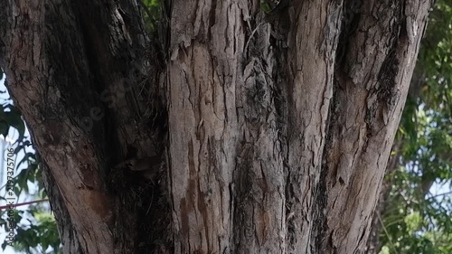 trunk of a tree