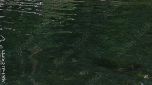 Clear River Water in the Forest