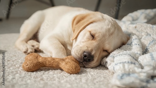 Sleepy Puppy Resting Next to a Dog Toy on a Rug in a Cozy Indoor Setting