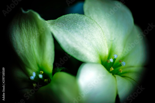 Grünlich‑gelbe Doppelblüte (Makro)