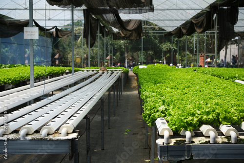 Konstfotografi Rows of hydroponic pipes arranged in straight lines, ready for vegetable crops in a modern farming setup