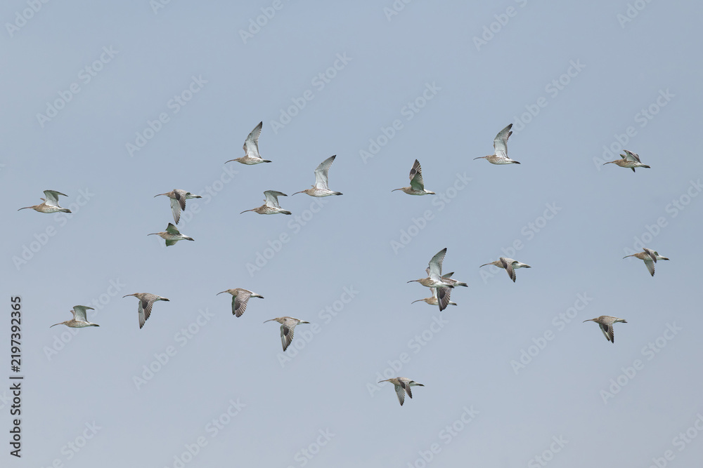 Fototapeta premium flock of Eurasian curlew (Numenius arquata) in flight, found at Fehmarn at the Baltic Sea in Germany