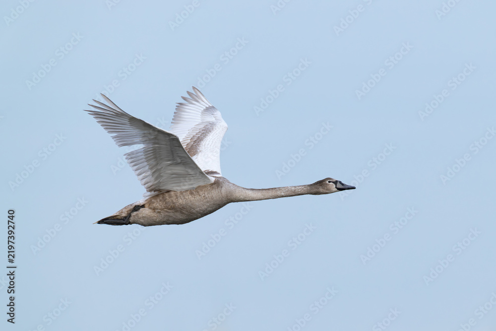 Obraz premium first calendar year or juvenile Mute Swan (Cygnus olor) in flight, found at Fehmarn at the Baltic Sea in Germany