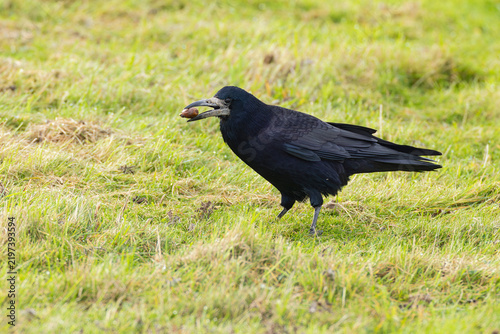 adult rook (Corvus frugilegus) carrying an acorn, found at Fehmarn at the Baltic Sea in Germany