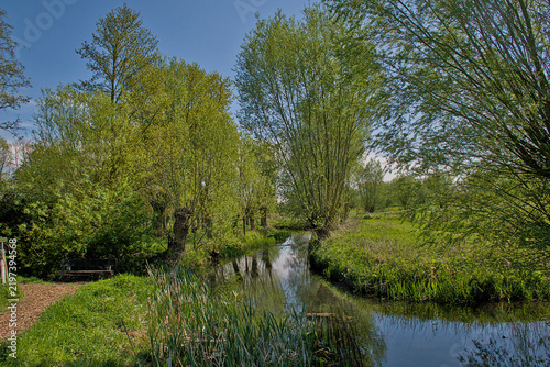 Quadro su tela Oude Kale, creek through a green landscape with pollard willow trees on a sunny