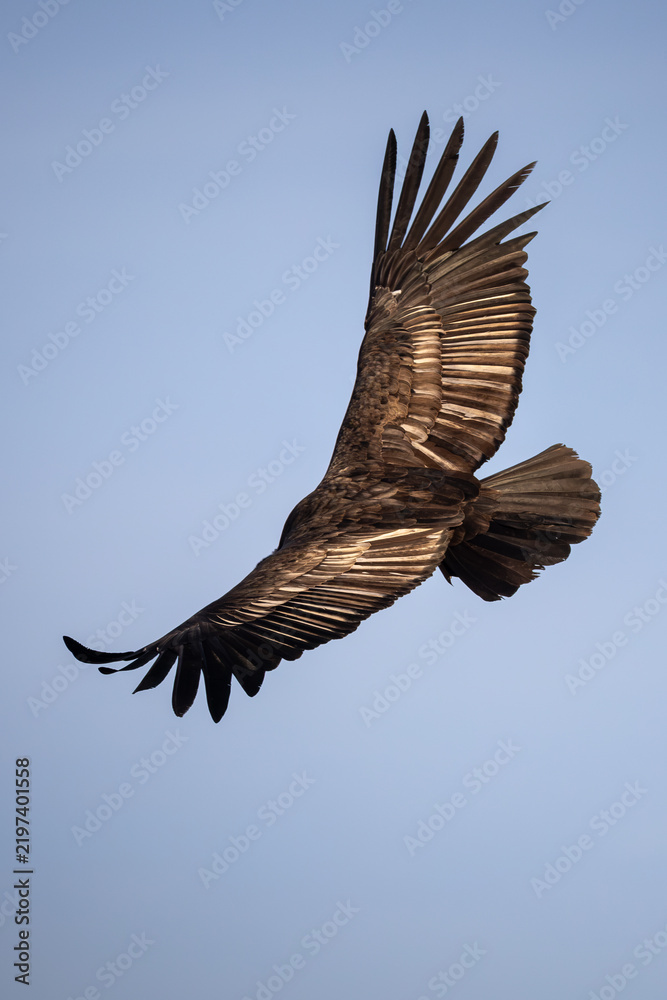 Obraz premium Majestic bird soars with wings fully spread