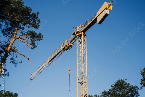 Принти на полотні Tower crane jib and counterweight rise above pine canopy against clear sky