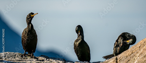 Foto Three cormorants perched together on coastal rocks
