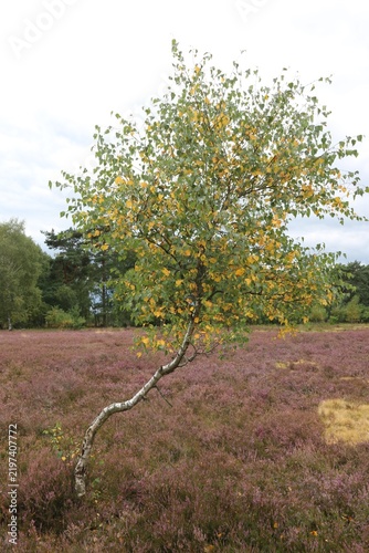 Kleiner Baum bekommt erste bunte Blätter in der Lüneburger Heide im Spätsommer