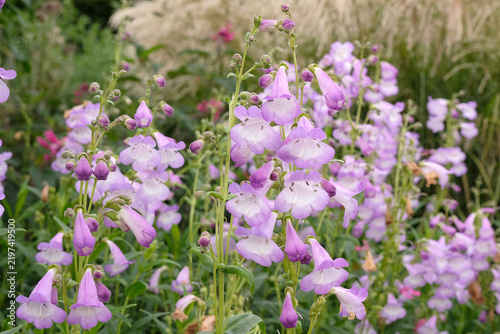 Purple and white Penstemon ‘Alice Hindley’ in flower.