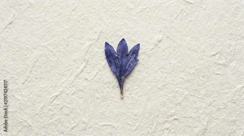Pressed Blue Flower Petals with Textured Handmade Paper Symbolizing Nature and Craft