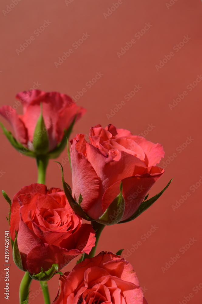 Fototapeta premium Red roses with copy space on coral background