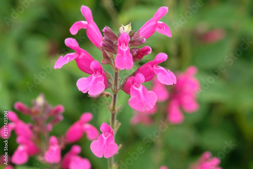 Pink salvia nvolucrata, Roseleaf Sage, ‘Joan’ in flower.