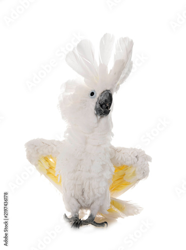 White cockatoo in studio