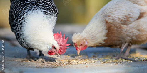 Fotografía Two free-range chickens, one barred black and white and one light brown, pecking at grains on the ground in a sunny farmyard setting