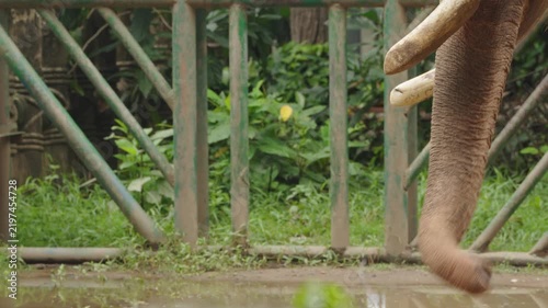 Asian Elephant Trunk in Detailed Close Up
