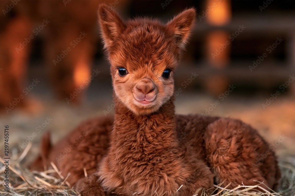 Fototapeta premium Cute baby alpaca portrait, fluffy brown cria in warm sunlight
