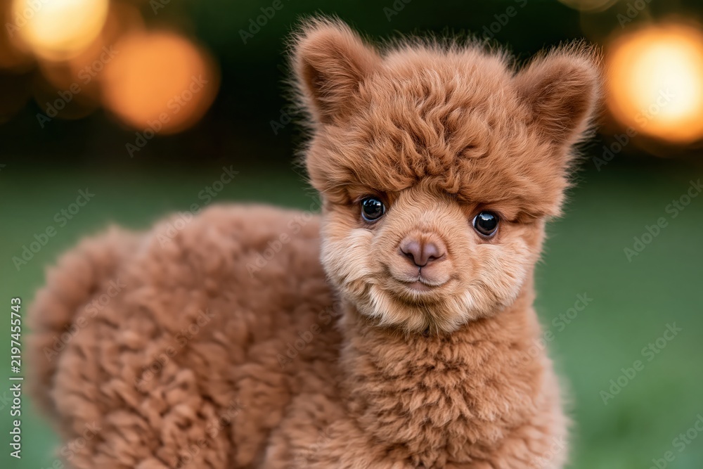 Obraz premium Cute fluffy baby alpaca portrait with warm bokeh lights background