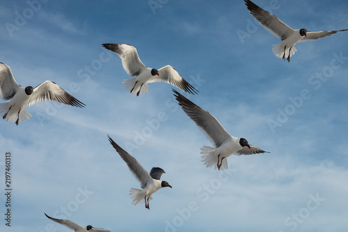 A tourist feeding a flock of Laughing Gulls mid-air with crunchy snacks against a clear blue sky. Clearwater Beach, Florida, USA.