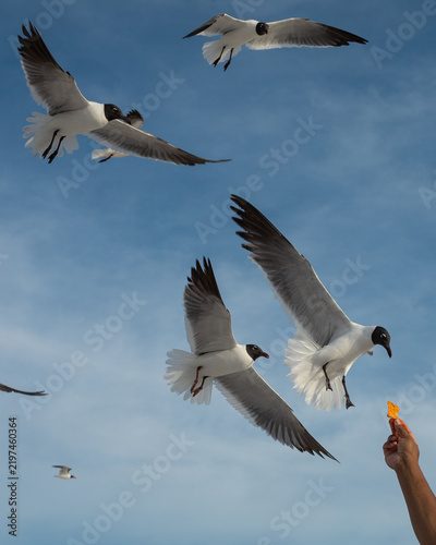 A tourist feeding a flock of Laughing Gulls mid-air with crunchy snacks against a clear blue sky. Clearwater Beach, Florida, USA.