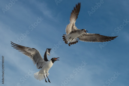 A tourist feeding a flock of Laughing Gulls mid-air with crunchy snacks against a clear blue sky. Clearwater Beach, Florida, USA.