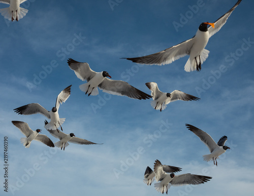 A tourist feeding a flock of Laughing Gulls mid-air with crunchy snacks against a clear blue sky. Clearwater Beach, Florida, USA.