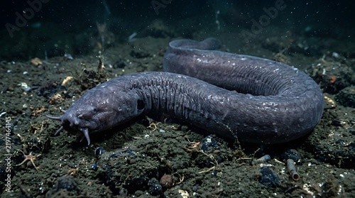 Hagfish swimming over the dark sandy ocean floor in deep sea habitat perfect for hagfish day