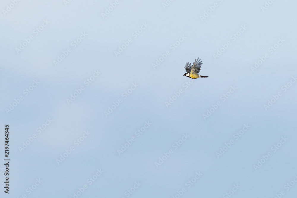 Fototapeta premium eurasian great tit (parus major) in flight, found at Fehmarn at the Baltic Sea in Germany