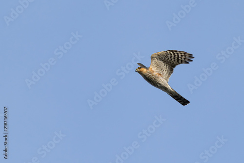 adult male Eurasian Sparrowhawk (Accipiter nisus) in flight, found at Fehmarn at the Baltic Sea in Germany