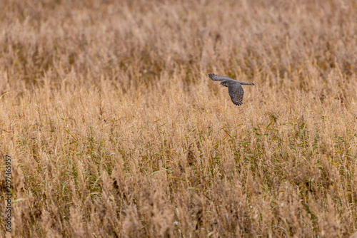 Fotografía adult female Eurasian Sparrowhawk (Accipiter nisus) in flight, found at Fehmarn