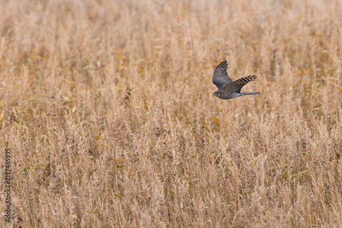 Fotografía adult female Eurasian Sparrowhawk (Accipiter nisus) in flight, found at Fehmarn