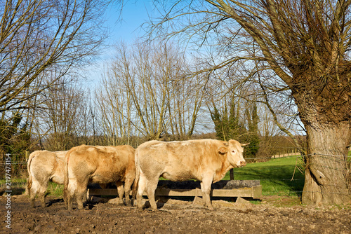 Fotografie Light brown cattle eating from a wooden trough near a large pollard willow tree in a rural pasture under a bright blue sky