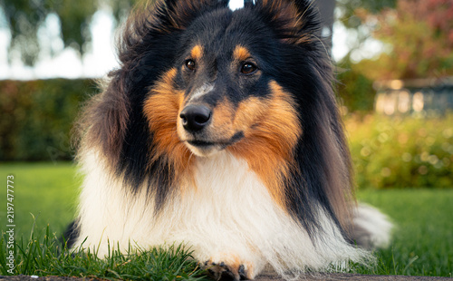 Konstfotografi Finn the 17 month old tricolour Shetland Sheepdog relaxes after chasing his fris
