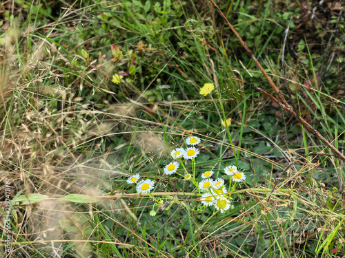 Wild White Daisies Growing in a Natural Grassy Meadow