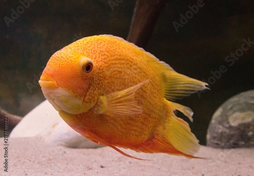 Fotografie Banded cichlid