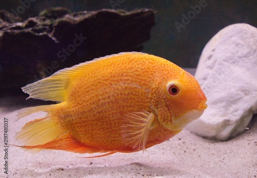 Fotografie Banded cichlid