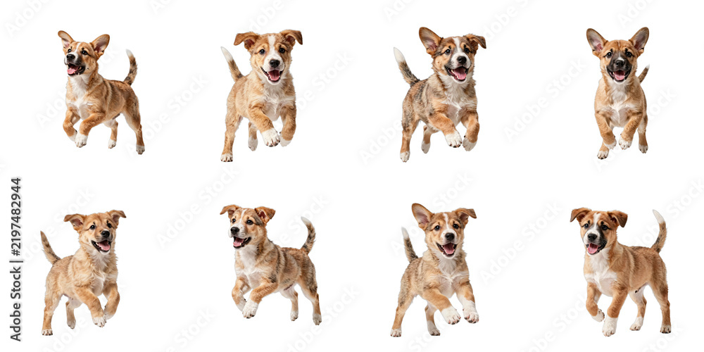 Obraz premium Compilation of playful puppies running and jumping with happy expressions on a black background