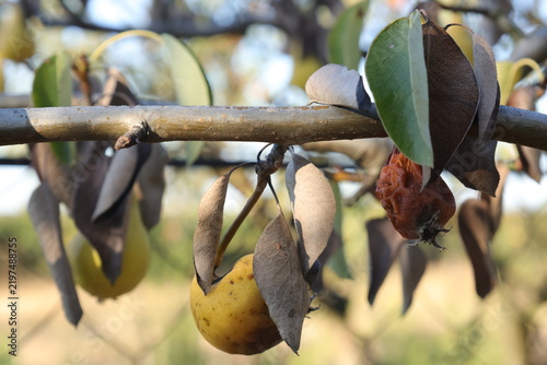 Cuadro en lienzo Fruit tree branch hung with dead leaves, a shriveled rotted pear and one healthy