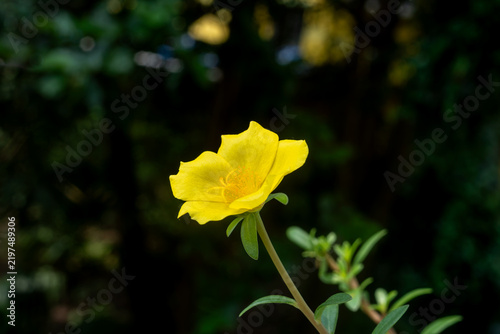 Close-up of moss rose or nine o’clock flower or yellow Portulaca grandiflora with five rounded yellow petals and orange stamens, flower blooming in the garden on a sunny day.