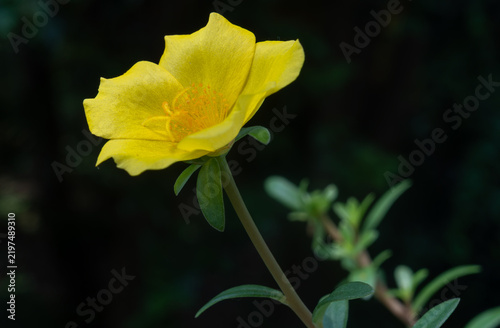 Close-up of moss rose or nine o’clock flower or yellow Portulaca grandiflora with five rounded yellow petals and orange stamens, flower blooming in the garden on a sunny day.