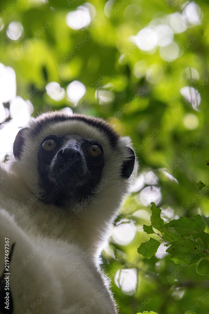 Obraz premium Low Angle Close-Up of a Verreaux's Sifaka Face Against Dappled Canopy Light Kirindy Madagascar