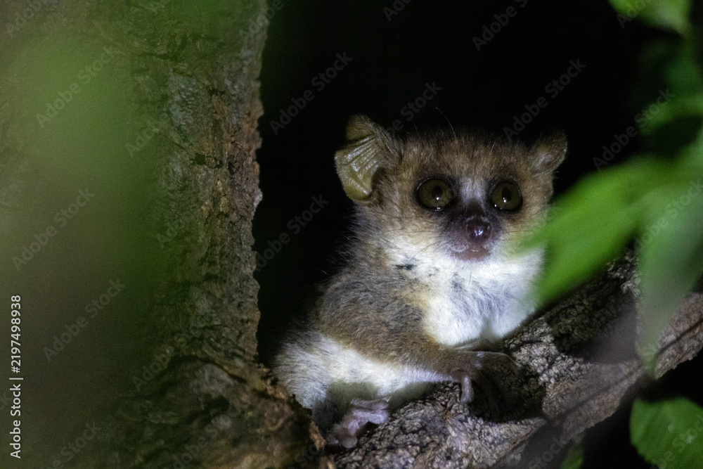 Obraz premium Gray Mouse Lemur Peering from a Tree Hollow in Kirindy Forest