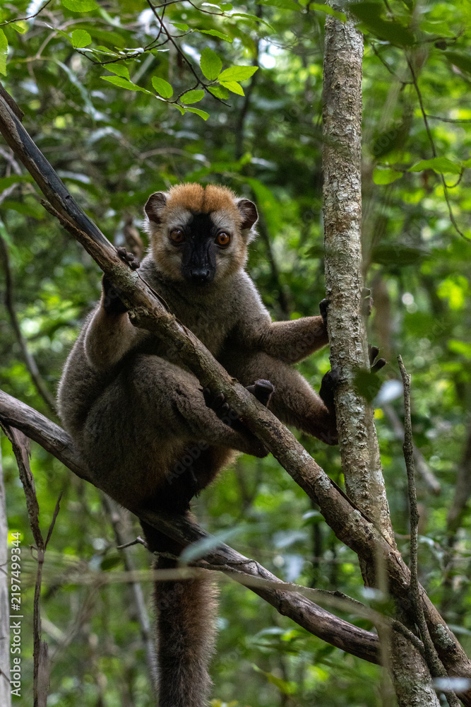 Obraz premium Red-Fronted Brown Lemur Clinging to Tree Branches in Kirindy Forest