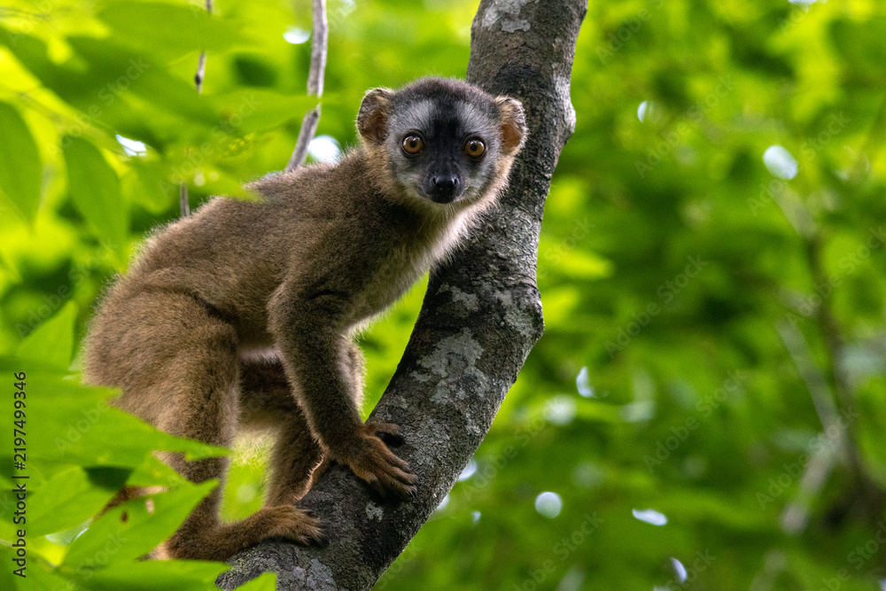 Obraz premium Red-Fronted Brown Lemur on Tree Branch in Kirindy Forest Madagascar